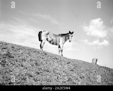 Pferd auf der Pferdkoppel des Gestüts a Braunsberg, Ostpreußen, 1930er Jahre. Cavallo nel paddock del prigioniero a Braunsberg, Prussia orientale, 1930s. Foto Stock