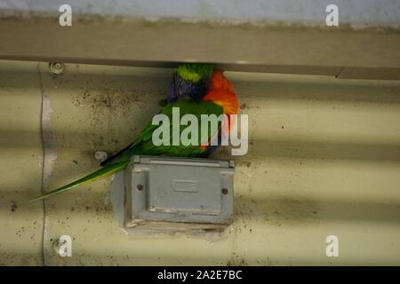 Verde- naped lorikeet appollaiate su scatola elettrica Foto Stock