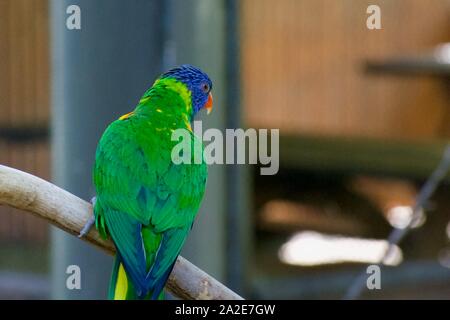 Verde- naped lorikeet appollaiate sul ramo Foto Stock