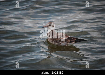 I capretti a testa nera (gabbiano Larus ridibundus) a Ribnitz-Damgarten, Germania Foto Stock