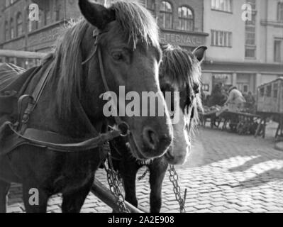 Pferde am Hundegatt in Königsberg, Ostpreußen, 1930er Jahre. Cavalli al Hundegatt a Koenigsberg, Prussia orientale 1930s. Foto Stock