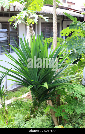 Cresciuto in casa commestibile amaryllifolius Pandanus Foto Stock