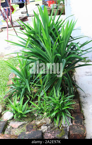 Cresciuto in casa commestibile amaryllifolius Pandanus Foto Stock