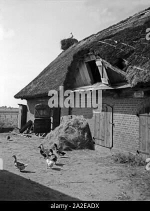 Ein Storch in seinem Nest auf einem Bauernhaus in Ostpreußen, 1930er Jahre. Una cicogna nel suo nido su una casa colonica nella Prussia orientale, 1930s. Foto Stock