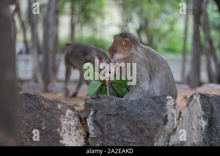 Babymonkey mangiare la frutta da un ramo mentre nelle braccia della mamma dietro un muro di pietra di un tempio in India - Tiruvannamalai Foto Stock