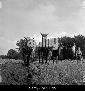 Hitlerjugend Landhelfer als bei einem Bauern in Bevensen in der Lüneburger Heide, Deutschland 1930er Jahre. Hitler Gioventù come supporto per un agricoltore a Bevensen, Germania 1930s. Foto Stock