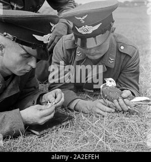 Zwei Rekruten der Luftwaffe der Wehrmacht mit einer Brieftaube in der Heeres-Brieftauben-Anstalt, Berlin Spandau 1930er Jahre. Due reclute della Luftwaffe tedesca con un carrier pigeon, Berlin Spandau 1930s. Foto Stock