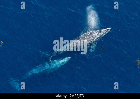 La balena grigia, Eschrichtius robustus, in viaggio verso il sud del Messico durante la loro migrazione invernale. La migrazione annuale della California balena grigia è il Foto Stock