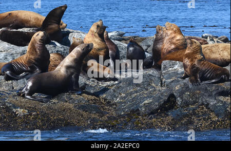 Steller leoni marini o del nord i leoni di mare (Eumetopias jubatus) rilassante sulle rocce. Gara delle rocce, Victoria, British Columbia, Canada. Foto Stock