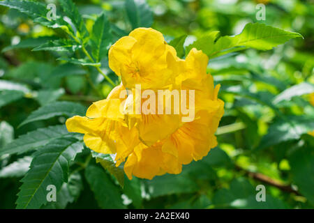 Giallo trumpetbush a.k.a. campane giallo (Tecoma stans) closeup - Florida, Stati Uniti d'America Foto Stock