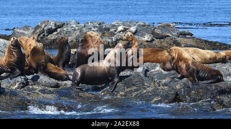 Steller leoni marini o del nord i leoni di mare (Eumetopias jubatus) rilassante sulle rocce. Gara delle rocce, Victoria, British Columbia, Canada. Foto Stock