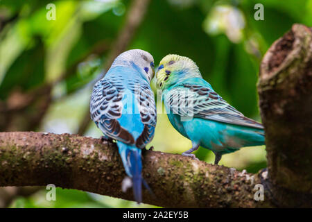 Coppia di budgies a.k.a. cocorite (Melopsittacus undulatus) kissing sul ramo Foto Stock