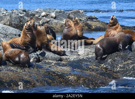 Steller leoni marini o del nord i leoni di mare (Eumetopias jubatus) rilassante sulle rocce. Gara delle rocce, Victoria, British Columbia, Canada. Foto Stock