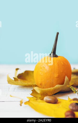 Una mini zucca con caduta foglie, contro teal sfondo; autunno sfondo con spazio di copia Foto Stock