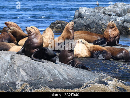 Steller leoni marini o del nord i leoni di mare (Eumetopias jubatus) rilassante sulle rocce. Gara delle rocce, Victoria, British Columbia, Canada. Foto Stock