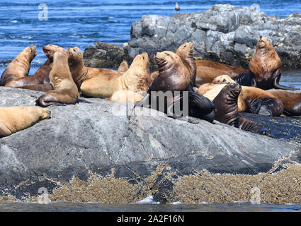 Steller leoni marini o del nord i leoni di mare (Eumetopias jubatus) rilassante sulle rocce. Gara delle rocce, Victoria, British Columbia, Canada. Foto Stock