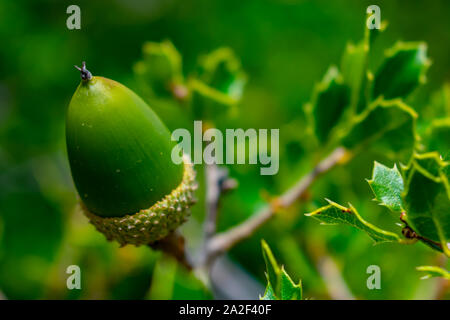 Parco naturale de los alcornocales sono selvatici dadi molto ricca di vitamine Foto Stock