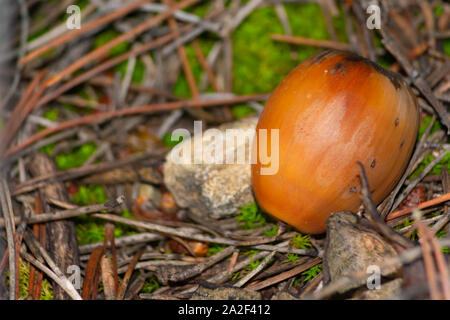 Parco naturale de los alcornocales sono selvatici dadi molto ricca di vitamine Foto Stock