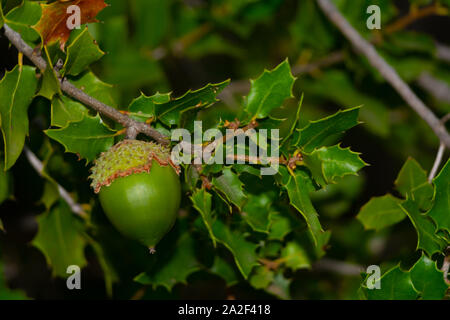 Parco naturale de los alcornocales sono selvatici dadi molto ricca di vitamine Foto Stock