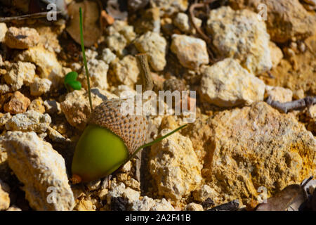 Parco naturale de los alcornocales sono selvatici dadi molto ricca di vitamine Foto Stock