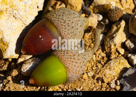 Parco naturale de los alcornocales sono selvatici dadi molto ricca di vitamine Foto Stock