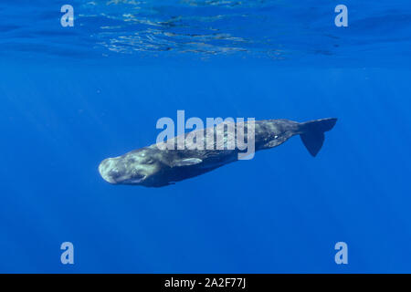 Capodoglio, Physeter macrocephalus Chichi-jima, Bonin Isole Isole Ogasawara, patrimonio mondiale naturale, Tokyo, Giappone, Oceano Pacifico Foto Stock