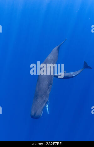 Capodoglio, Physeter macrocephalus, madre assistenza infermieristica di vitello, di madre con un pezzo di mare profondo, calamari giganti, tentacolo Chichi-jima, Bonin Islands, Ogasawara Foto Stock