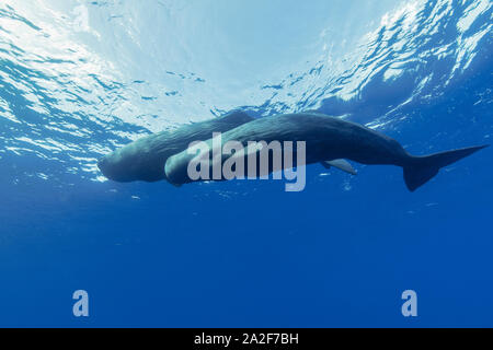 Capodoglio, Physeter macrocephalus Chichi-jima, Bonin Isole Isole Ogasawara, patrimonio mondiale naturale, Tokyo, Giappone, Oceano Pacifico Foto Stock