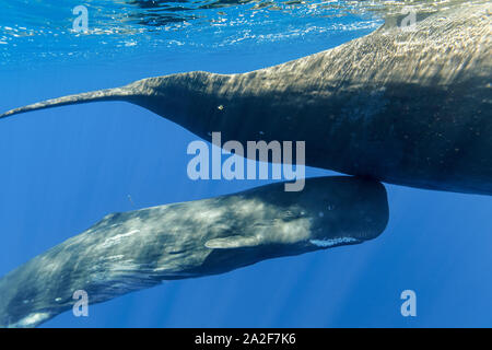 Capodoglio, Physeter macrocephalus, madre e del polpaccio, Chichi-jima, Bonin Isole Isole Ogasawara, patrimonio mondiale naturale, Tokyo, Giappone, Pacifi Foto Stock