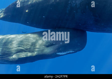 Capodoglio, Physeter macrocephalus, madre e del polpaccio, Chichi-jima, Bonin Isole Isole Ogasawara, patrimonio mondiale naturale, Tokyo, Giappone, Pacifi Foto Stock