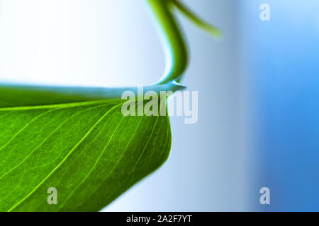 Foglia di golden pothos su bianco e lo sfondo blu Foto Stock