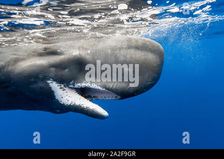 Capodoglio, Physeter macrocephalus Chichi-jima, Bonin Isole Isole Ogasawara, patrimonio mondiale naturale, Tokyo, Giappone, Oceano Pacifico Foto Stock