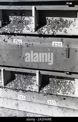 Nummerierte Bienenvölker in einem großen Bienenhaus auf der Imkerei, Deutschland 1930er jahre. Numerate da popolazioni di api in una grande casa di api su un honey farm, Germania 1930s. Foto Stock