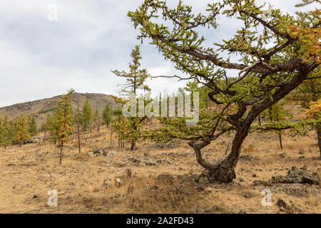 Impressioni della bella umana paesaggio libero del nord della Mongolia Foto Stock