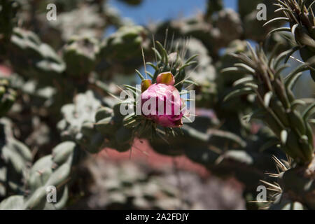 Rosso fiore di cactus in Messico America Latina tra le spine Foto Stock