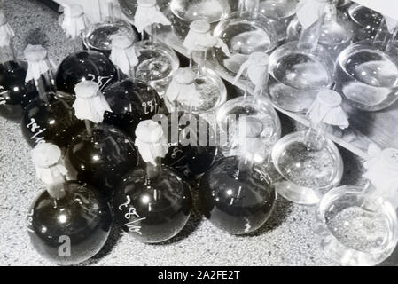 In glaskolben abgefüllte und beschriftete Medikamentenproben manodopera im der Behringwerke, Marbug, Deutschland 1930er Jahre. Imbottigliato ed etichettato i campioni di medicina in palloni di vetro nel laboratorio della Behringwerke, Marburg, Germania 1930s. Foto Stock