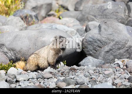 Un annoso marmotta seduti davanti al suo den in Mt Rainier National Park nello stato di Washington Foto Stock