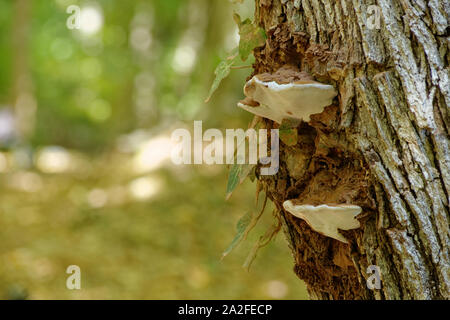 Staffa tipo fungo Ganoderma Applanatum crescente sul tronco di un albero vicino a un Hedera helix edera nella stagione autunnale a foresta Belgrad, Istanbul. Foto Stock