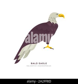 Aquila calva illustrazione animale isolato su sfondo bianco. Istruzione di progettazione della fauna selvatica con specie di fauna nome etichetta. Illustrazione Vettoriale