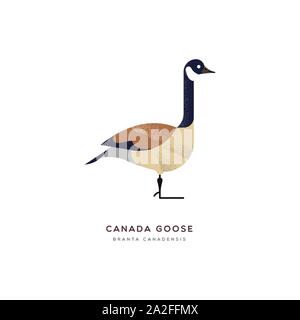 Canada Goose illustrazione animale isolato su sfondo bianco. Istruzione di progettazione della fauna selvatica con specie di fauna nome etichetta. Illustrazione Vettoriale