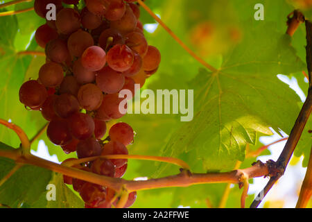 Le uve sono frutti con proprietà multiple e frutta per il vino Foto Stock