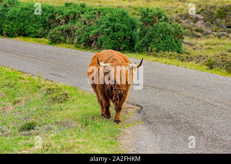 Highland coo sull'Isola di Skye Foto Stock