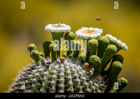 Un'ape approcci saguaro fiorisce in cerca del nettare. Tucson, Arizona. Foto Stock