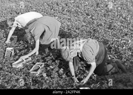 Erntehelfer bei der Erdbeerernte a Bühl, Deutschland 1930er Jahre. Fattoria stagionali operaio per la raccolta di fragole a Buehl, Germania 1930s. Foto Stock