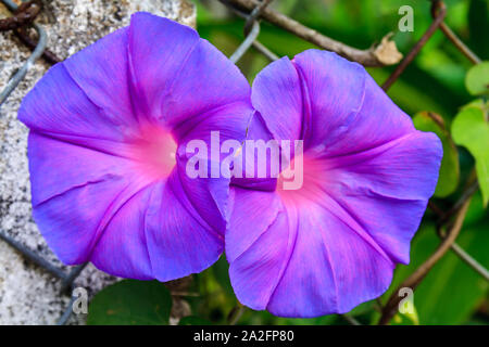 Ipomoea fiore crescente selvatici, Hoi An, Vietnam Foto Stock