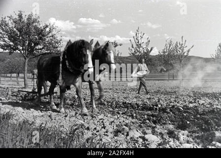 Ein rheinischer Bauer bei der Arbeit, Deutsches Reich 1930er Jahre. Un agricoltore renano lavorando, Germania 1930s. Foto Stock