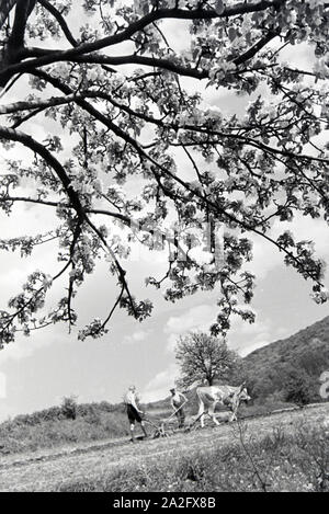 Rheinischer Bauern bei der Arbeit, Deutsches Reich 1930er Jahre. Rhenish gli agricoltori che lavorano, Germania 1930s. Foto Stock