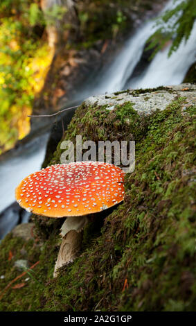 Amanita muscaria fungo di una cascata nella foresta di Mt. Elphinstone, Roberts Creek, BC, Canada. Foto Stock