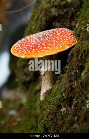 Amanita muscaria fungo di una cascata nella foresta di Mt. Elphinstone, Roberts Creek, BC, Canada. Foto Stock