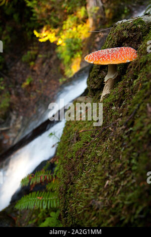 Amanita muscaria fungo di una cascata nella foresta di Mt. Elphinstone, Roberts Creek, BC, Canada. Foto Stock